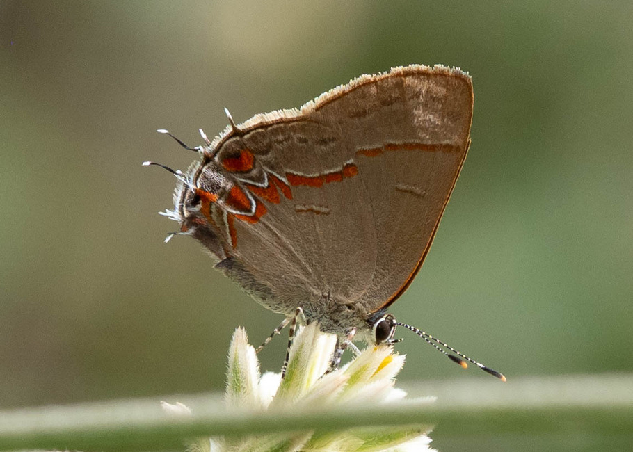 The butterfly Calycopis photographed in Vilcabamba,Ecuador