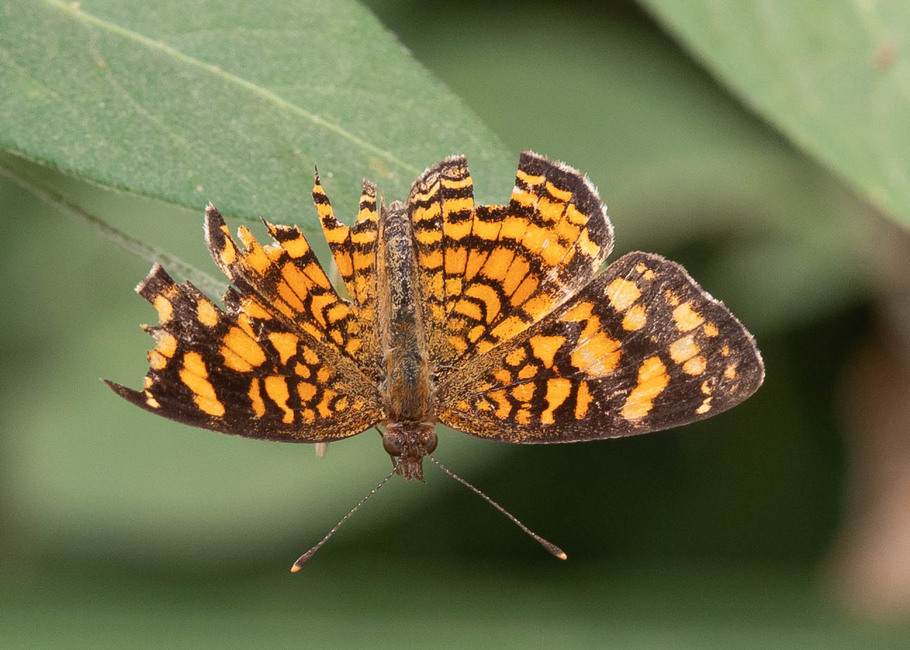 The butterfly Anthanassa hermas photographed in Vilcabamba,Ecuador