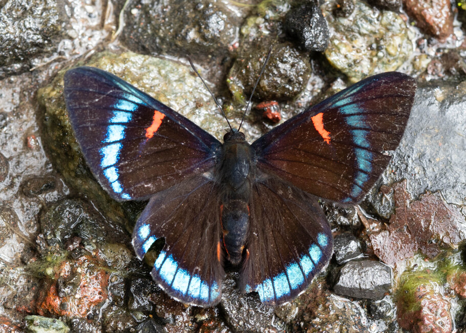 The butterfly Necyria bellona saundersii photographed in Topo,,Ecuador