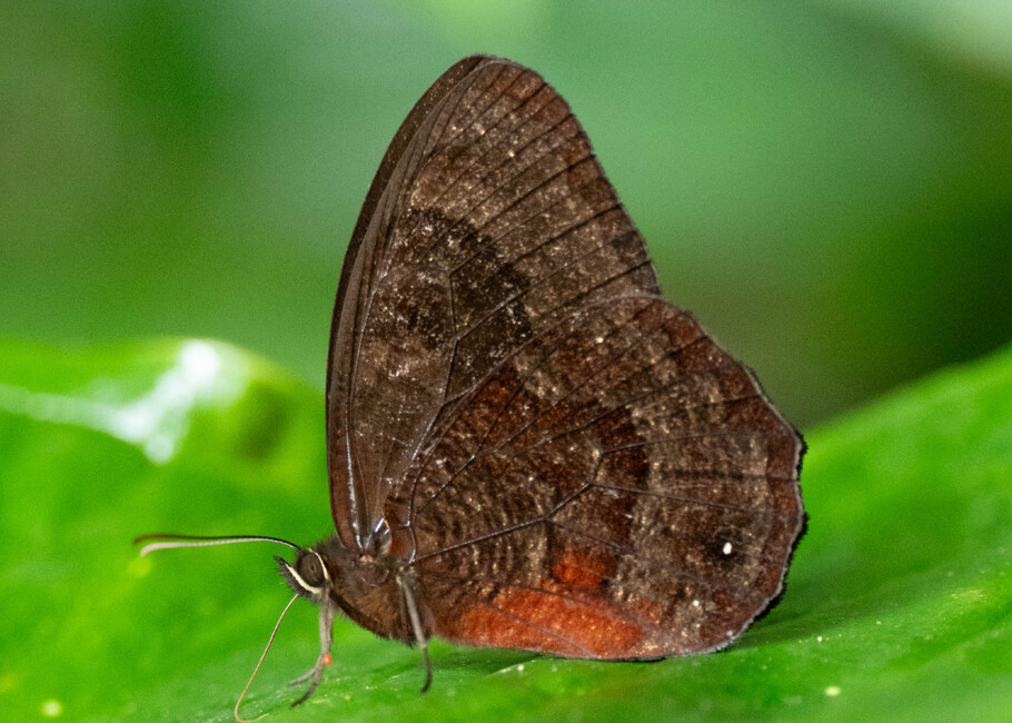 The butterfly Viloriodes phrasiclea photographed in Topo,,Ecuador