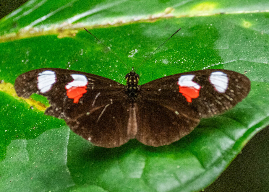 The butterfly Heliconius erato notabilis photographed in Topo,,Ecuador