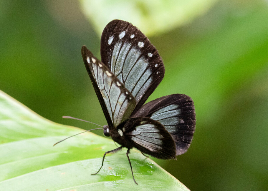 The butterfly Nahida coenoides photographed in Topo,,Ecuador