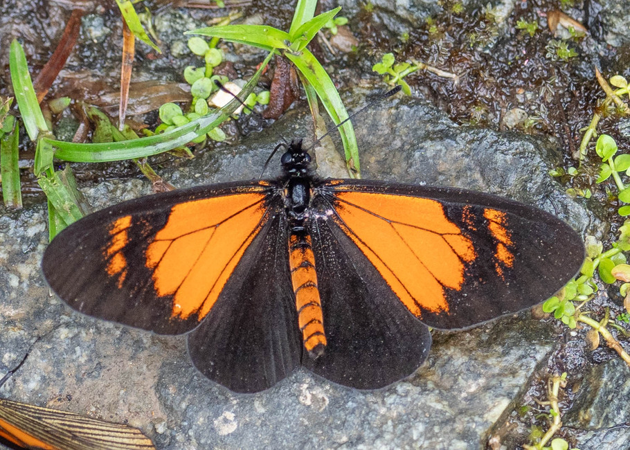 The butterfly Actinote alcione theophila photographed in Topo,,Ecuador