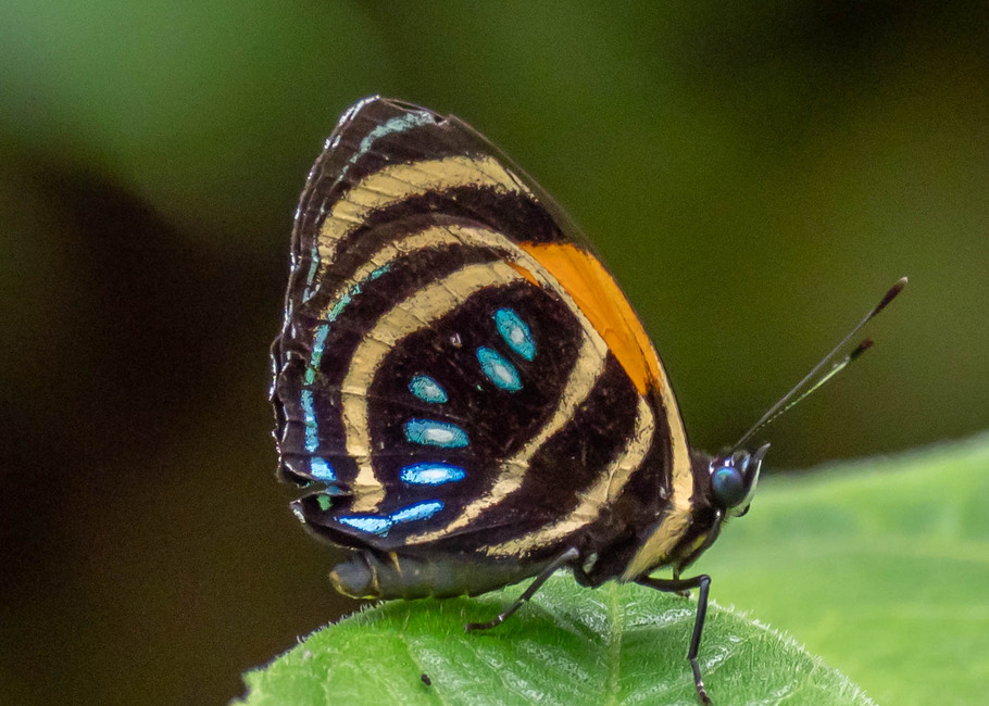 The butterfly Callicore lyca photographed in Topo,,Ecuador