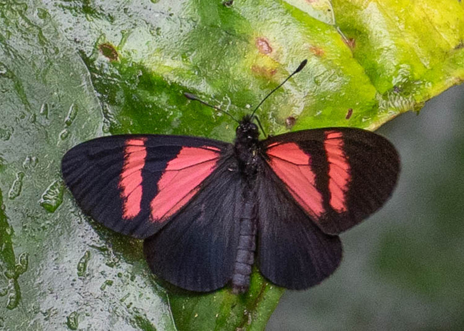 The butterfly Actinote dicaeus albofasciata photographed in Topo,,Ecuador