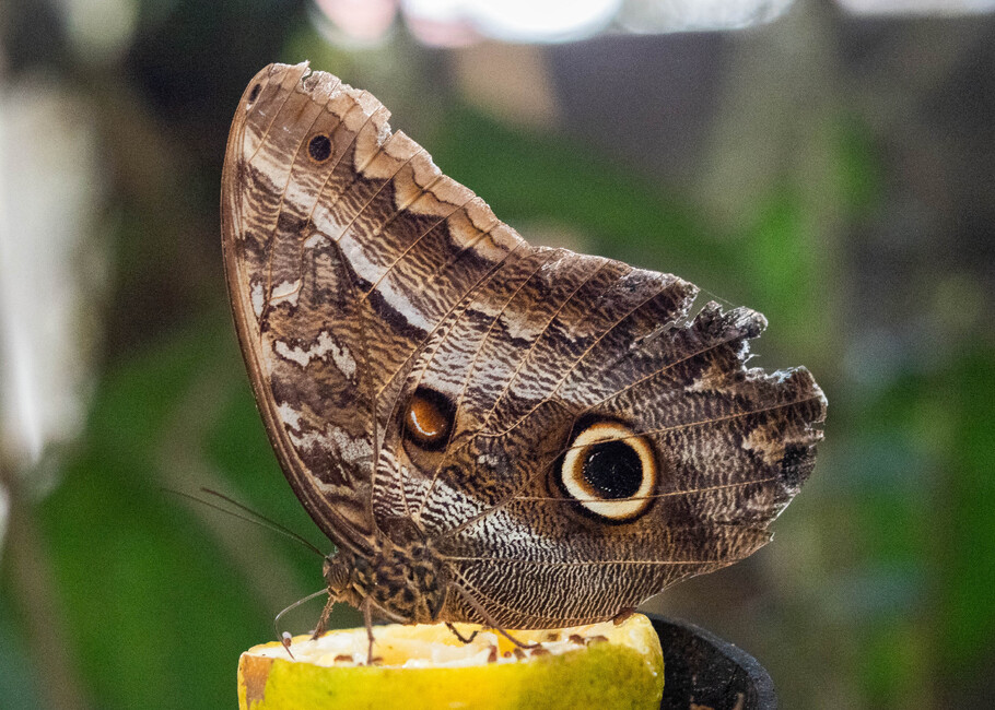 The butterfly Caligo idomeneus photographed in Mariposario Dedalma, Mera,Ecuador
