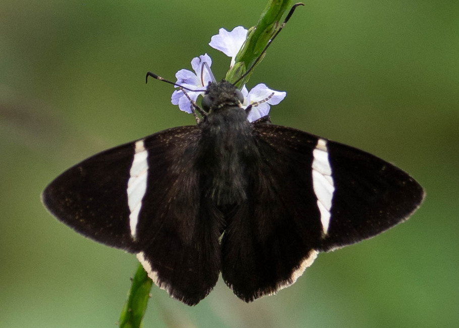 The butterfly Cecropterus zarex photographed in Arosemena Tola,Ecuador