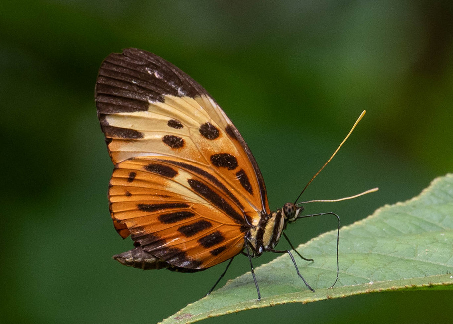 The butterfly Heliconius numata euphone photographed in Arosemena Tola,Ecuador