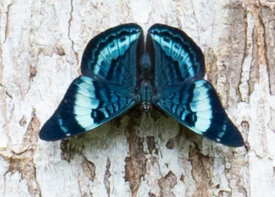 The butterfly Panacea regina photographed in Arosemena Tola,Ecuador