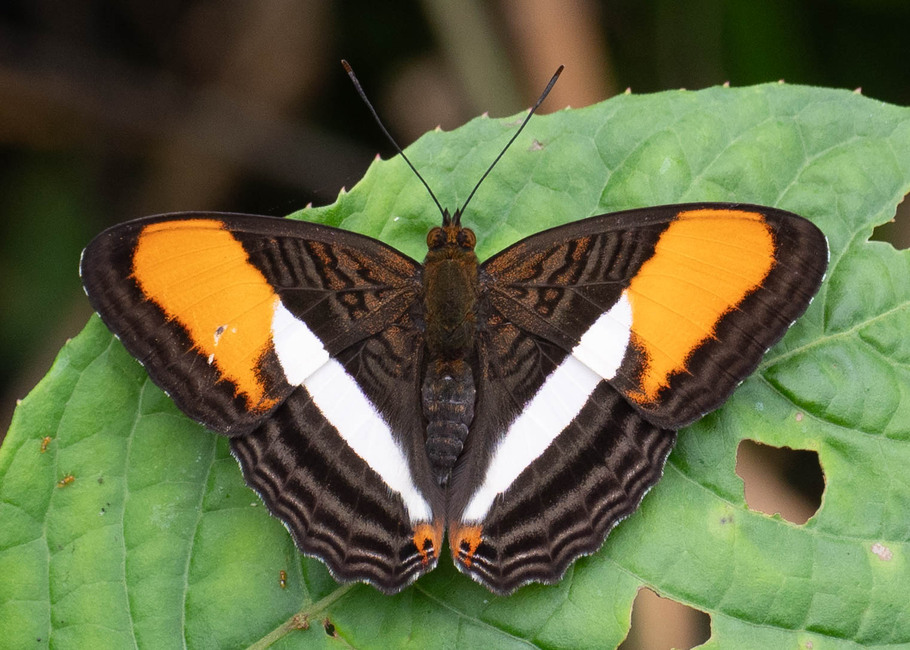 The butterfly Adelpha cytherea victrix photographed in Arosemena Tola,Ecuador