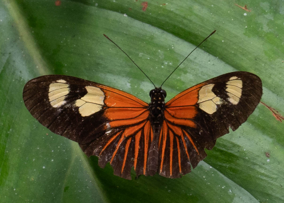 The butterfly Heliconius erato cf. lativitta f. ilia photographed in Arosemena Tola,Ecuador