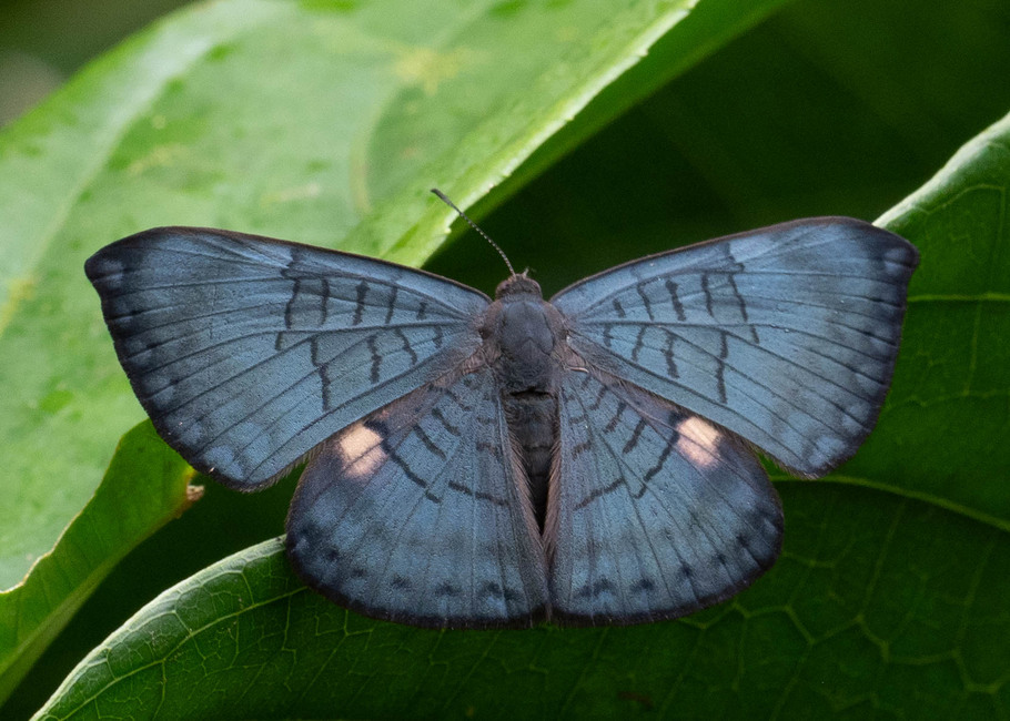 The butterfly Emesis condigna photographed in Arosemena Tola,Ecuador