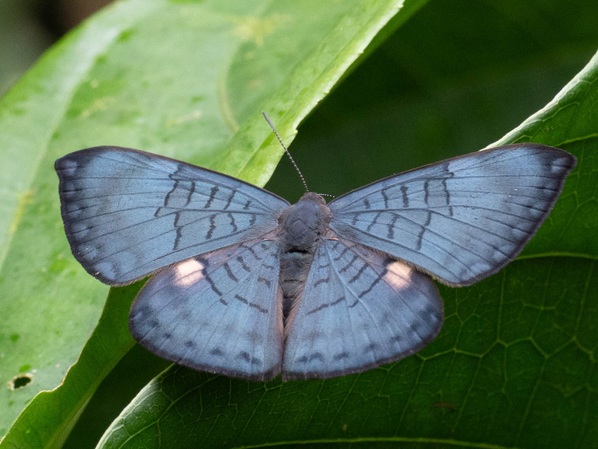 The butterfly Emesis condigna photographed in Arosemena Tola,Ecuador