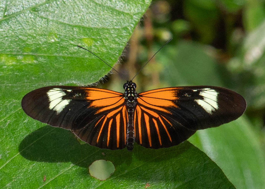 The butterfly Heliconius erato lativitta photographed in Arosemena Tola,Ecuador