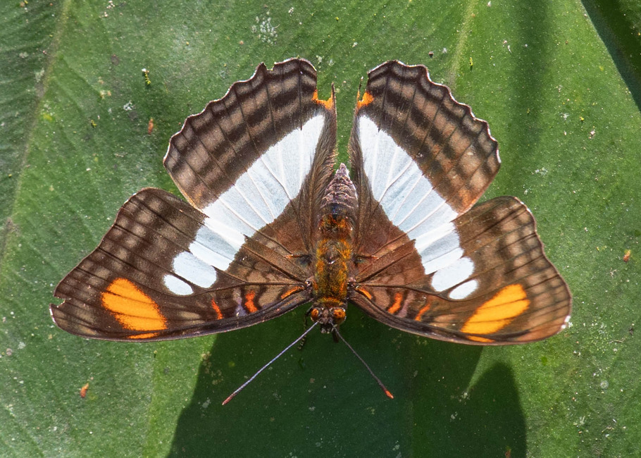 The butterfly Adelpha serpa diadochus photographed in Arosemena Tola,Ecuador