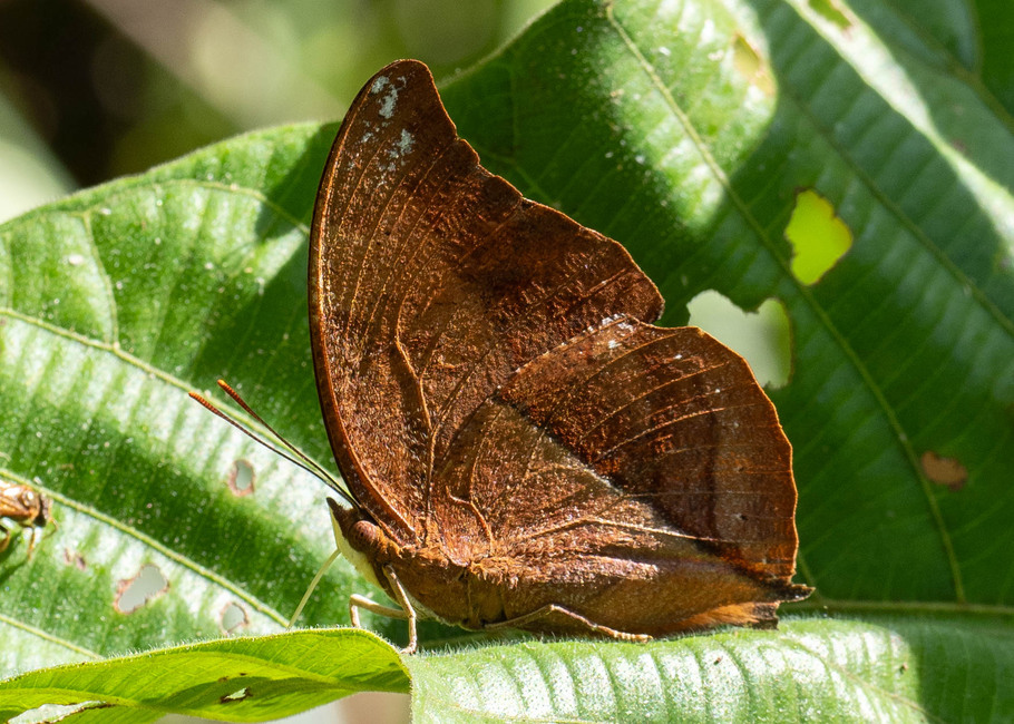 The butterfly Zaretis sp. photographed in Arosemena Tola,Ecuador