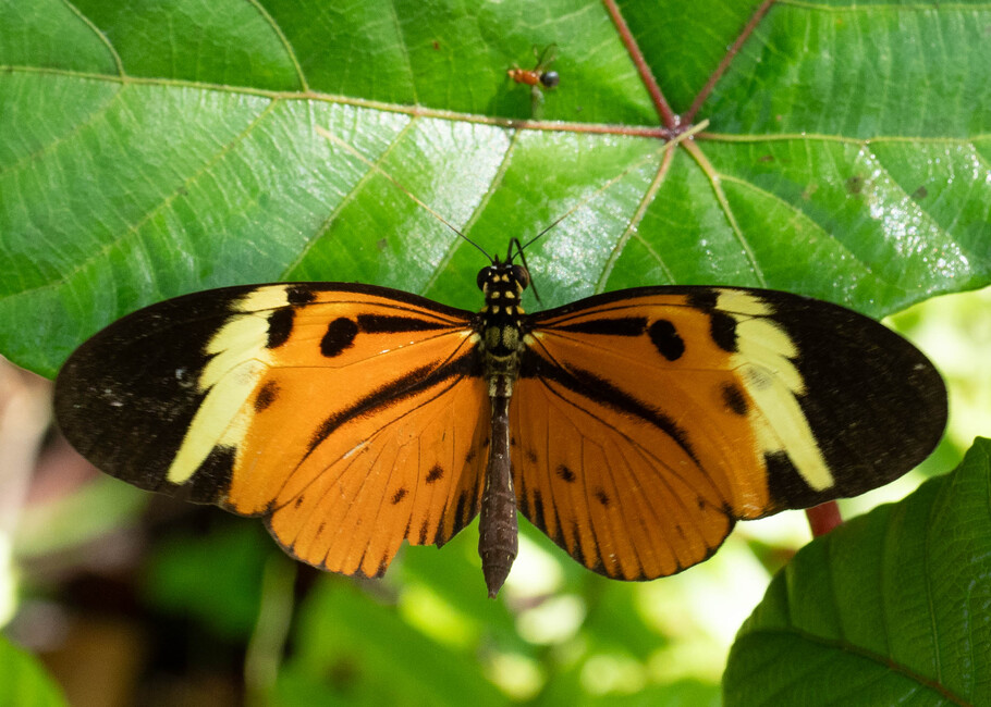 The butterfly Heliconius numata photographed in Arosemena Tola,Ecuador