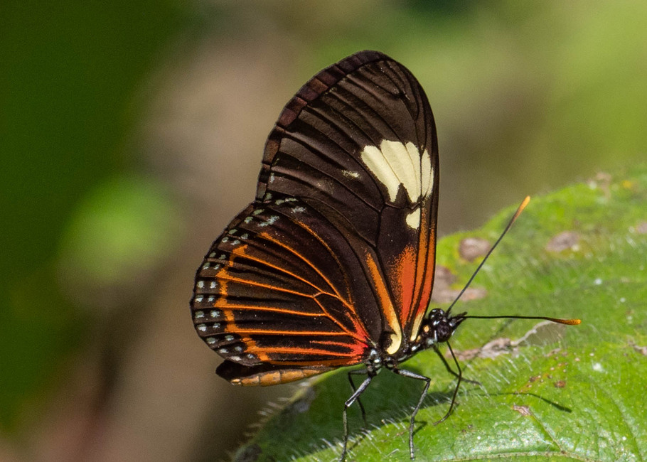 The butterfly Eueides tales michaeli photographed in Arosemena Tola,Ecuador