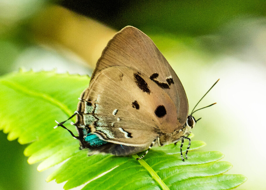 The butterfly Oenomaus mancha photographed in Arosemena Tola,Ecuador
