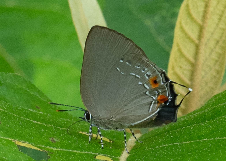 The butterfly Kolana cf. pimpilala photographed in Arosemena Tola,Ecuador