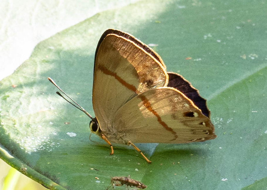 The butterfly Erythia midas pelusia photographed in Arosemena Tola,Ecuador