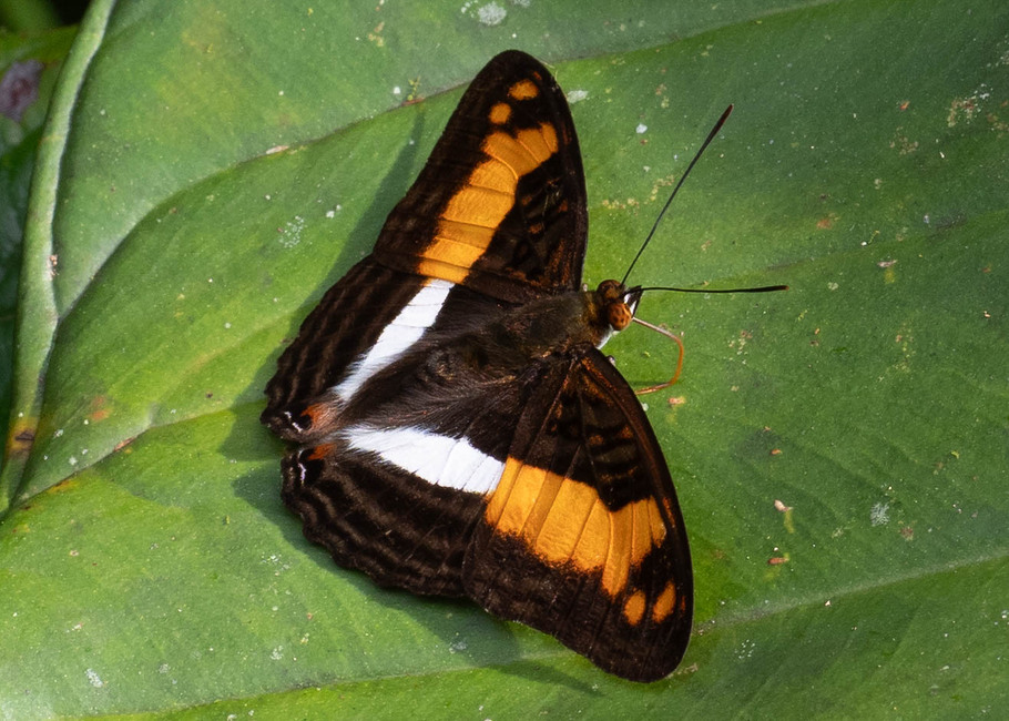 The butterfly Adelpha attica attica photographed in Topo,,Ecuador