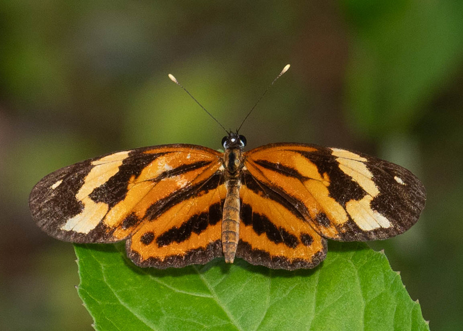 The butterfly Eresia pelonia photographed in Arosemena Tola,Ecuador