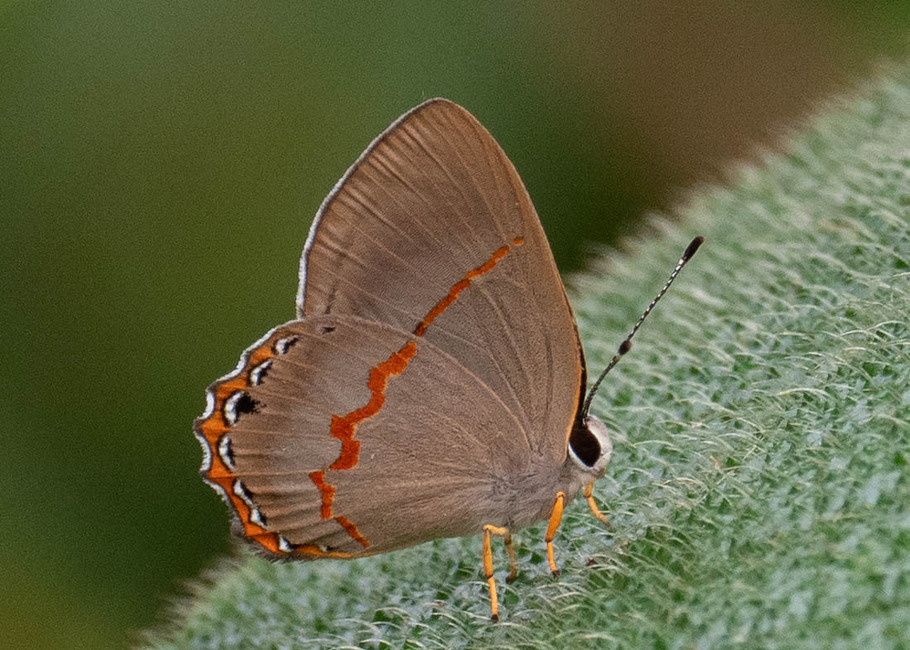 The butterfly Pelolasia miranda photographed in Arosemena Tola,Ecuador