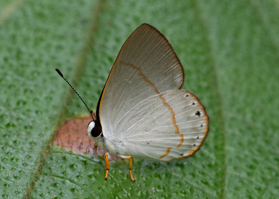 The butterfly Pelolasia eusepus/eumenes photographed in Arosemena Tola,Ecuador