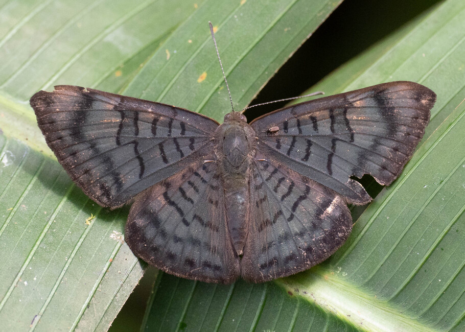 The butterfly Emesis sp. photographed in Arosemena Tola,Ecuador