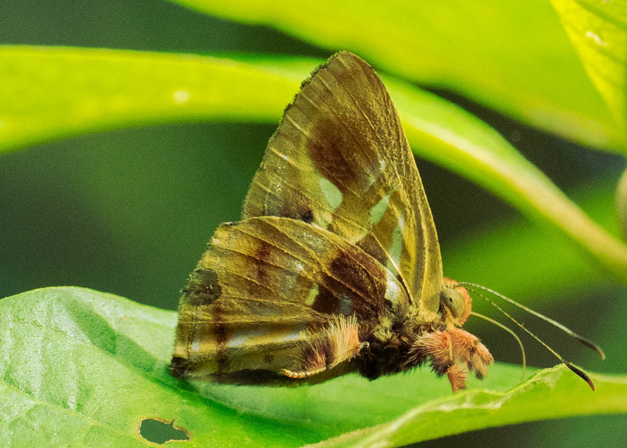 The butterfly Anteros Renaldus photographed in Arosemena Tola,Ecuador