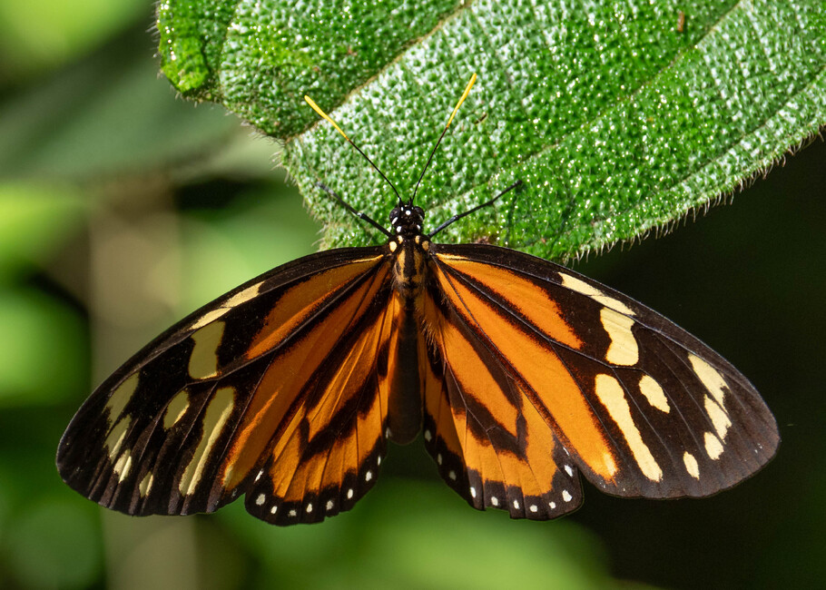The butterfly Lycorea halia fasciata photographed in Comunidad Apuya,Ecuador
