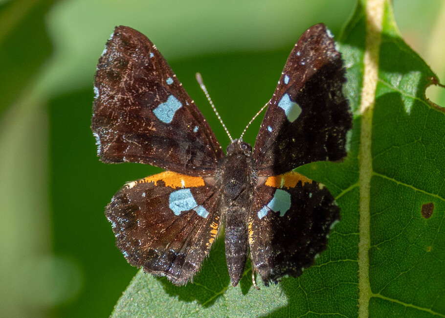 The butterfly Calydna sturnula photographed in Llaucana,Ecuador