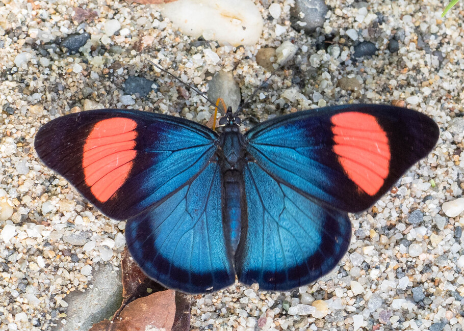 The butterfly Batesia hypochlora photographed in Comunidad Apuya,Ecuador