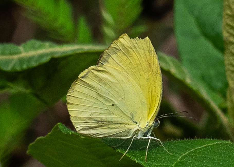 The butterfly Eurema venusta photographed in Comunidad Apuya,Ecuador