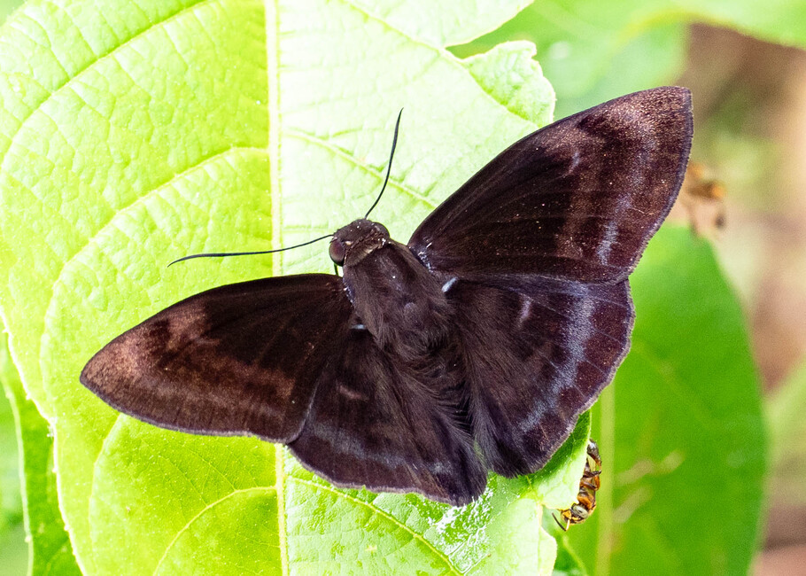 The butterfly Aethilla echina echina photographed in Comunidad Apuya,Ecuador