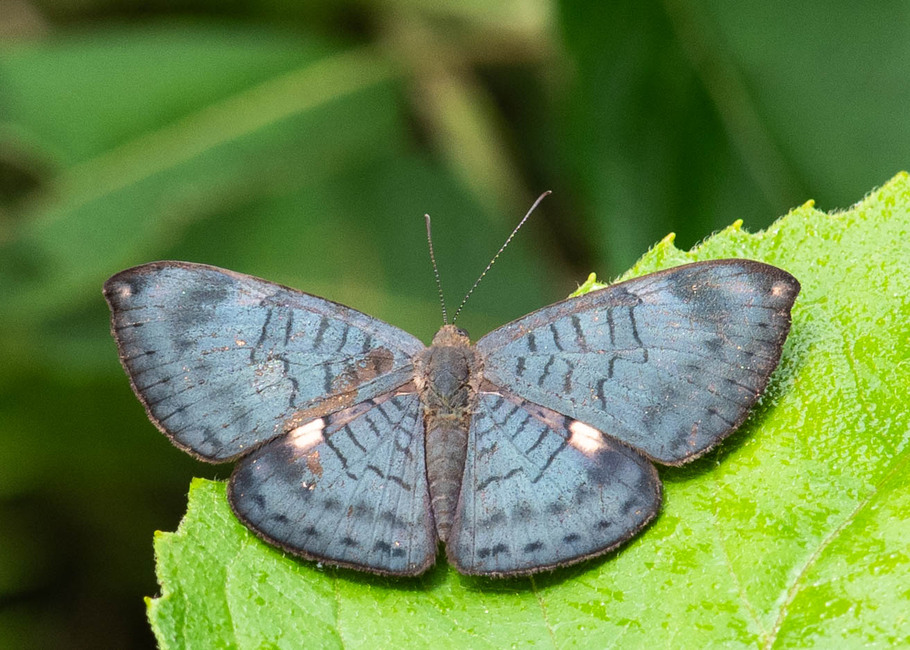 The butterfly Emesis condigna photographed in Comunidad Apuya,Ecuador