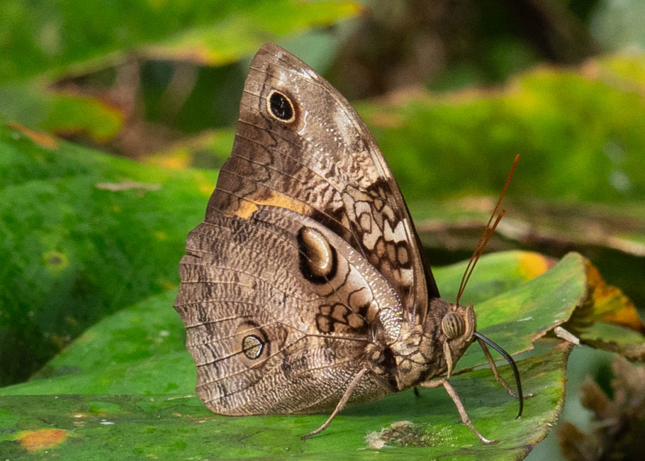 The butterfly Opsiphanes cassiae photographed in Comunidad Apuya,Ecuador