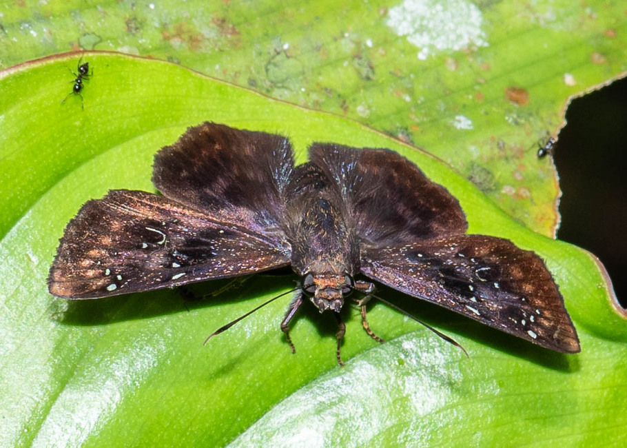The butterfly Eracon pebana photographed in Comunidad Apuya,Ecuador