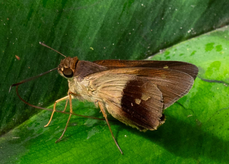 The butterfly Calpodes longirostris photographed in Comunidad Apuya,Ecuador