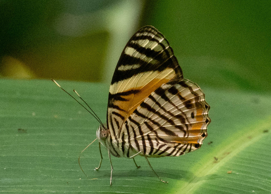 The butterfly Tigridia acesta photographed in Comunidad Apuya,Ecuador