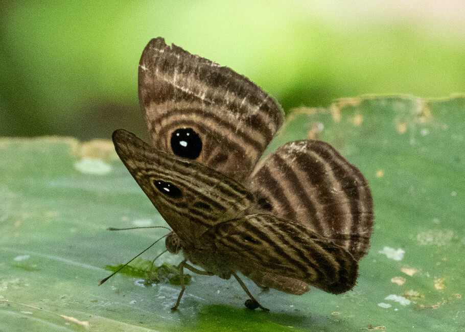The butterfly Mesosemia cippus photographed in Comunidad Apuya,Ecuador