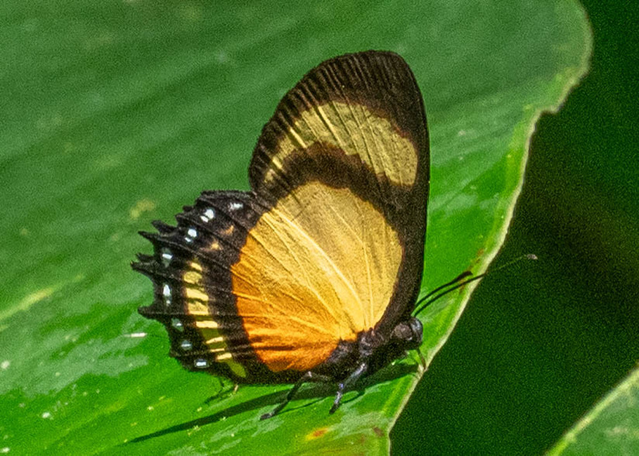 The butterfly Methone cecilia photographed in Comunidad Apuya,Ecuador