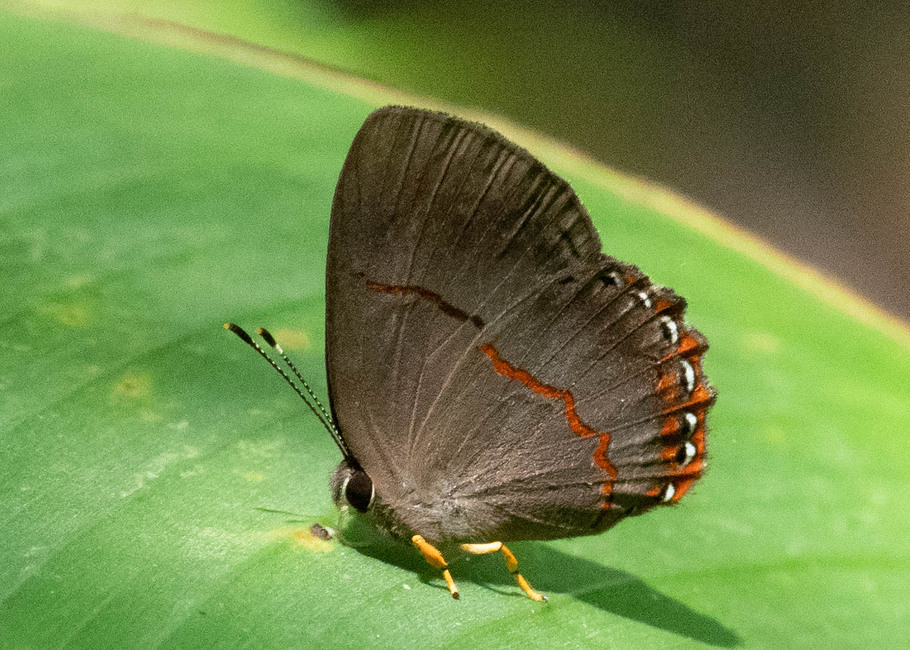 The butterfly Pelolasia eumedia photographed in Comunidad Apuya,Ecuador