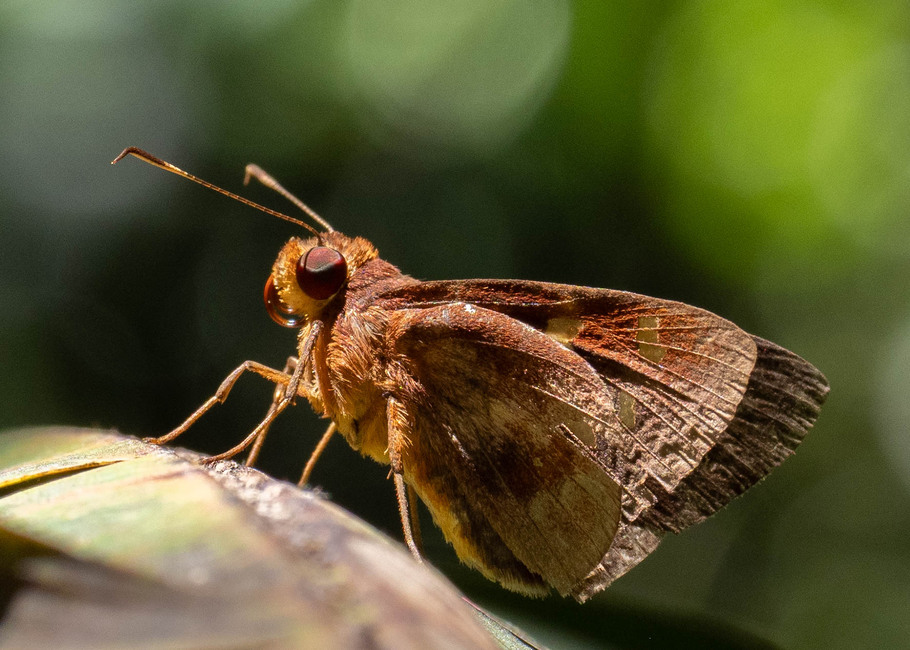 The butterfly Talides sp. photographed in Comunidad Apuya,Ecuador