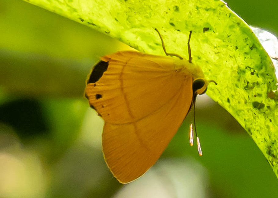 The butterfly Marmessus erilis photographed in Comunidad Apuya,Ecuador