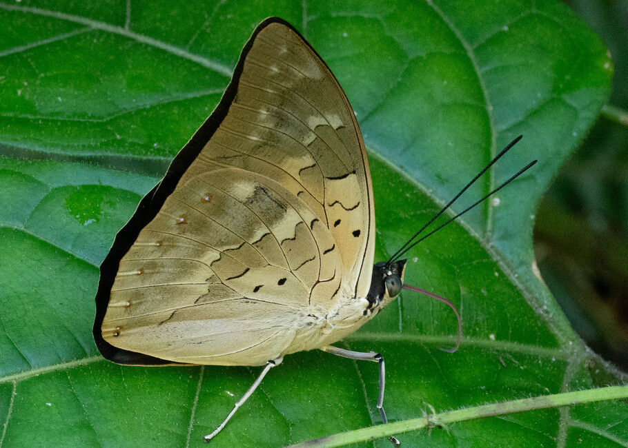The butterfly Archaeoprepona demophoon andicola photographed in Comunidad Apuya,Ecuador