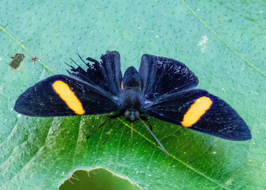 The butterfly Panara phereclus photographed in Comunidad Apuya,Ecuador
