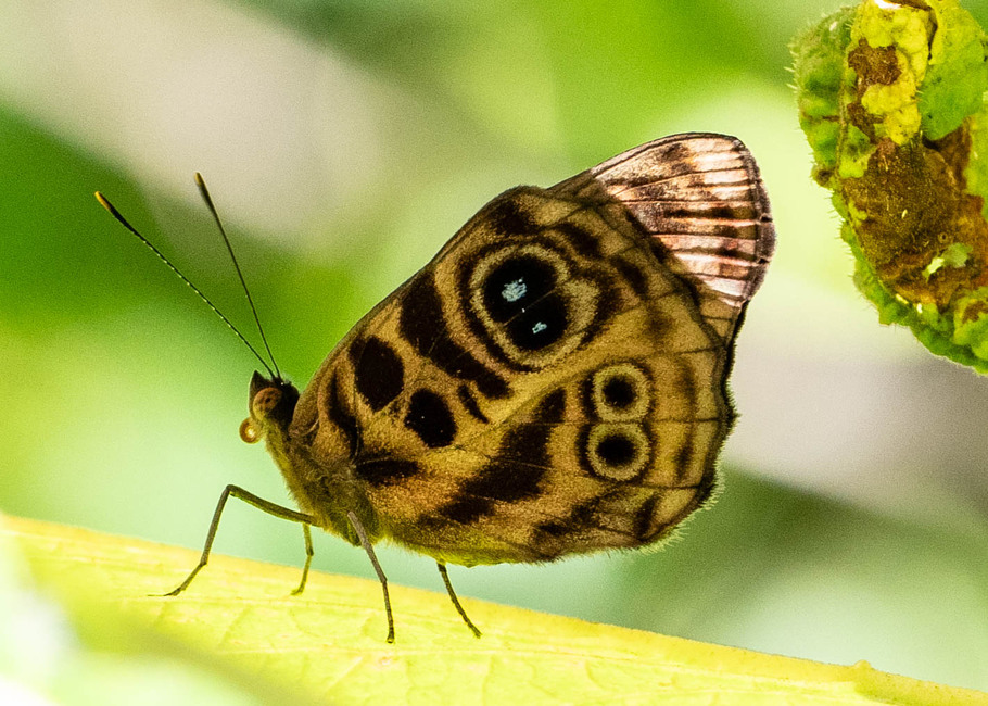 The butterfly Eunica norica photographed in Comunidad Apuya,Ecuador