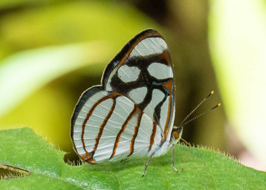 The butterfly Dynamine ines photographed in Comunidad Apuya,Ecuador